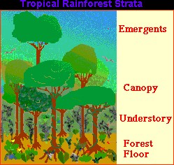 Figure: The four levels of the rainforest